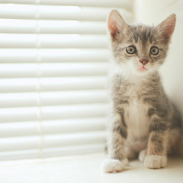 kitten next to blinds with cord